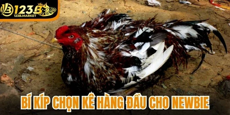Bí kíp chọn kê hàng đầu cho newbie