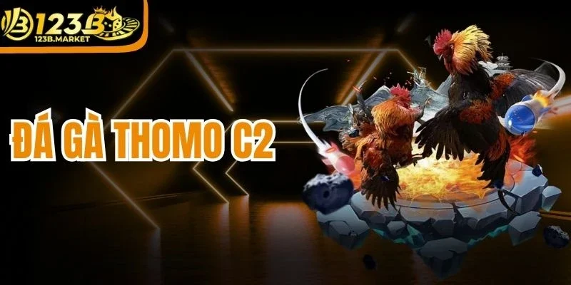 Đá Gà Thomo C2 - Sức Nóng Từ Giải Đấu Kê Chuẩn Quốc Tế