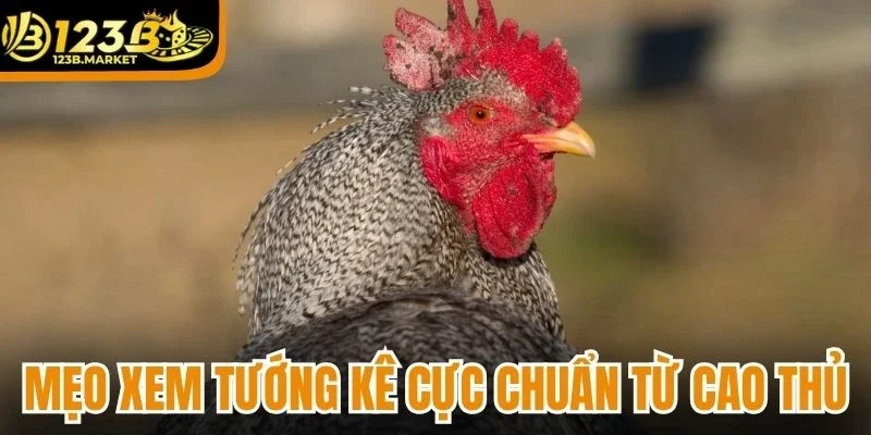 Mẹo xem tướng kê cực chuẩn từ cao thủ