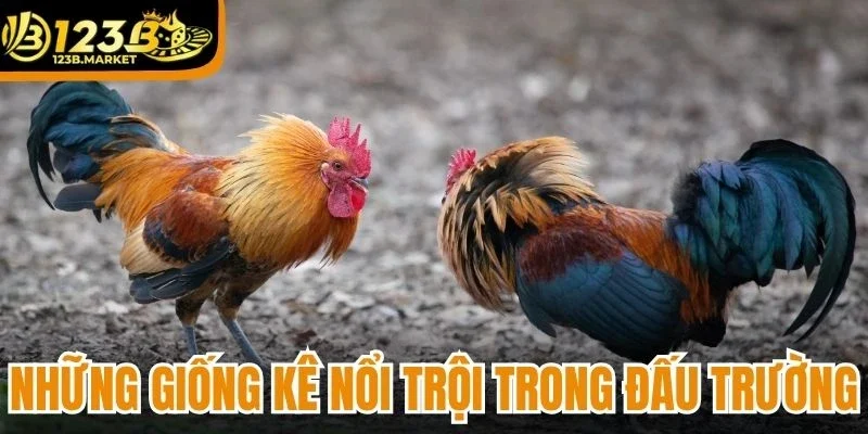 Những giống kê nổi trội trong đấu trường