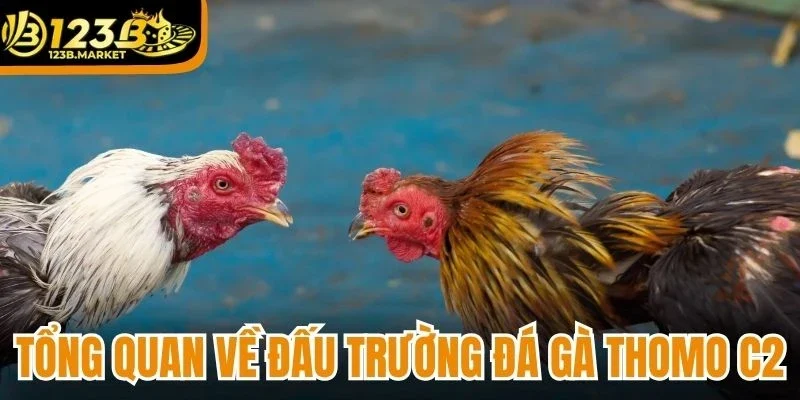 Tổng quan về đấu trường đá gà Thomo C2