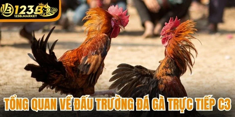 Tổng quan về đấu trường đá gà trực tiếp C3
