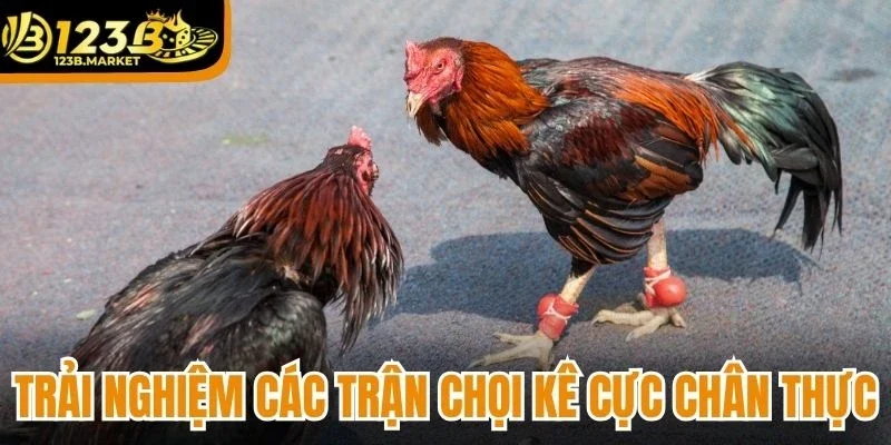 Trải nghiệm các trận chọi kê cực chân thực